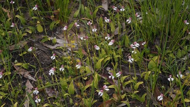 Hare Orchids after fire