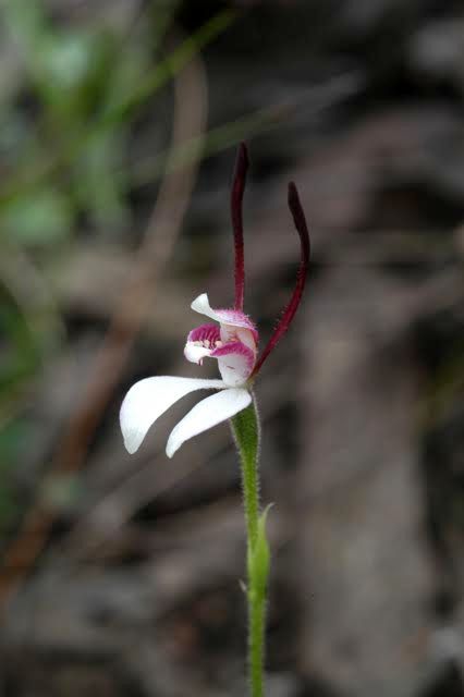 Hare Orchid