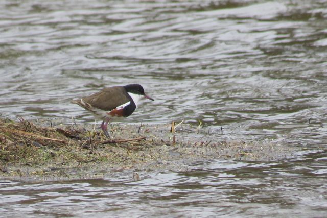 red kneed dotterel
