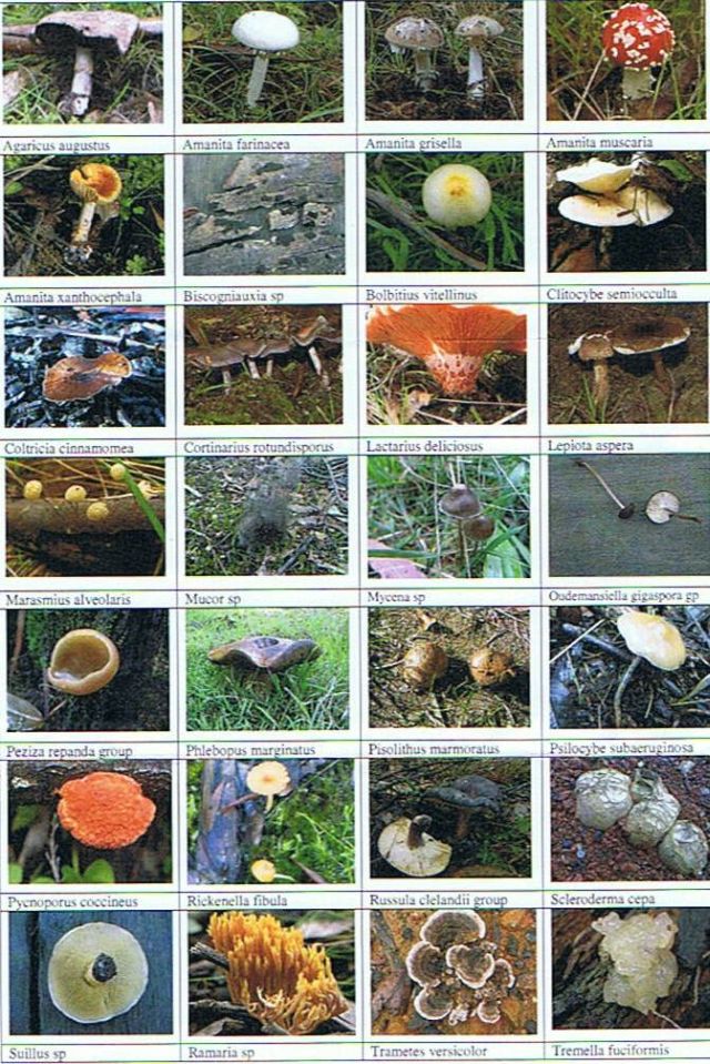 Fungi sheet