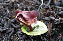 Swamp Helmet Orchid