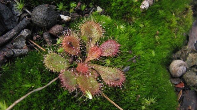 Scented Sundew leaves