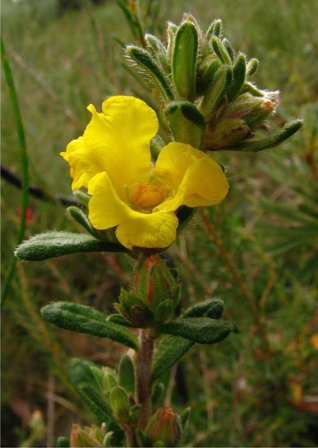 Silky Guinea-flower