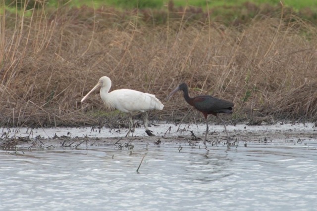 Yellow-billed Spoonbill & Glossy Ibis