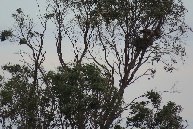 Shared tree for Whistling Kites & Magpie Larks