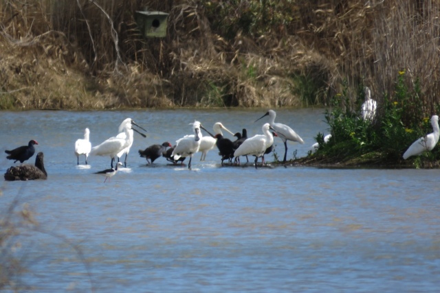 Spoonbills & other waterbirds