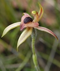 Heart-lip Spider Orchid