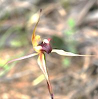 Plain-lip Spider Orchid