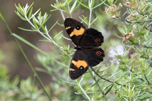 Swordgrass Brown butterfly