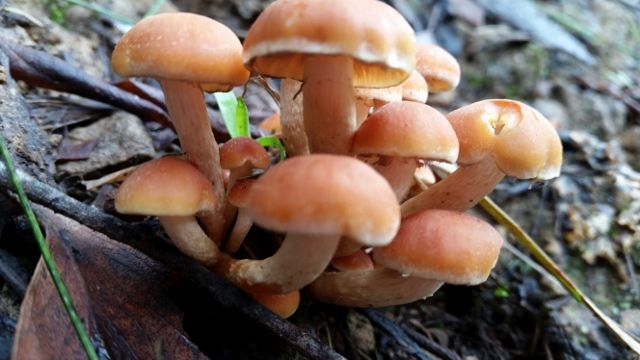 Sulphur Tuft fungi