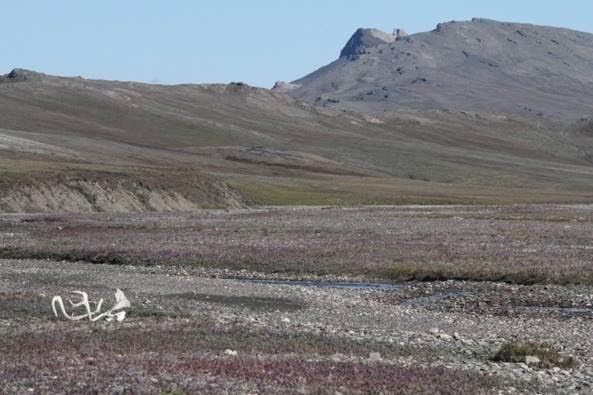 Wrangel Island in June (summer). Photo by Robert Mock.