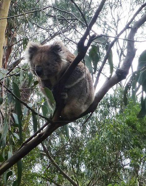 Koala 1