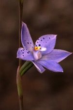 Large-spotted Sun Orchid