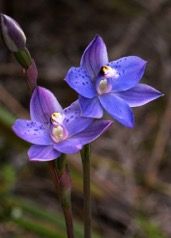 Merrans Sun Orchid