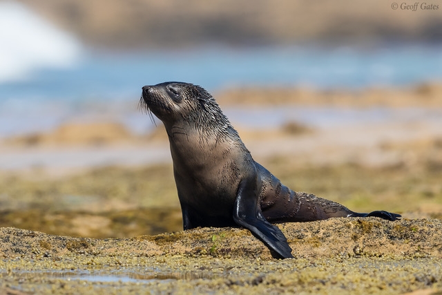 Australia Fur Seal