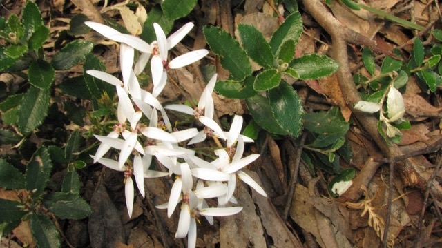Silky Daisy-bush