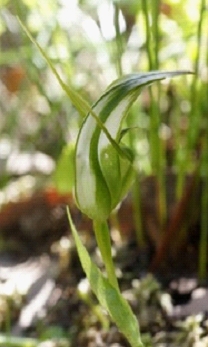 Large Sickle Greenhood Orchid