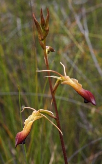 Large Tongue Orchid