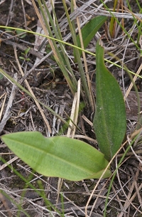 Leaves of Large Tongue Orchid