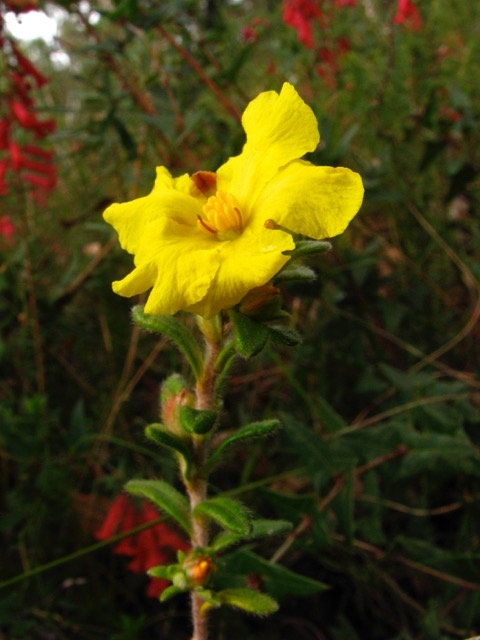 Silky Guinea-flower