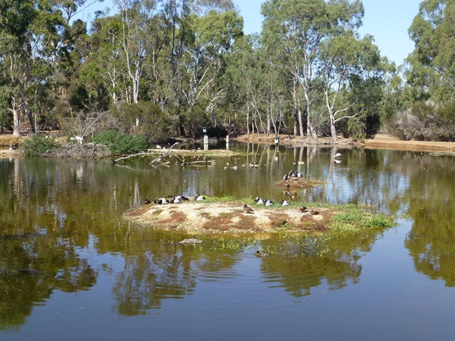 Wetlands with Magpie Geese resting on one of the islands