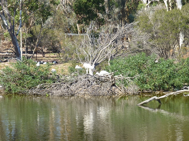 Birds roosting on edge of the wetlands 