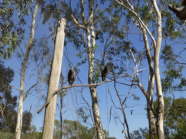 A pair of White-faced Herons high among the tree tops