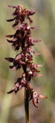 Bearded Midge Orchid