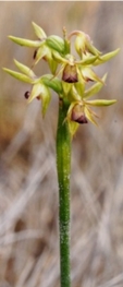 Fringed Midge Orchid