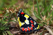 Red Spotted Jezebel 