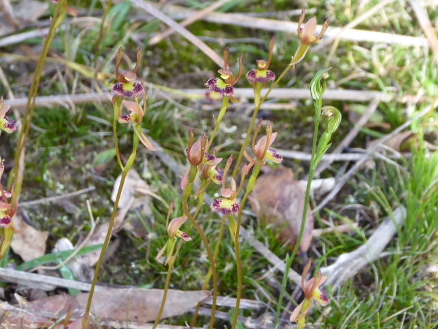Fringed Hare Orchids with Tiny Greenhoods