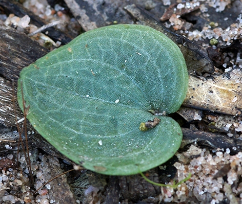 Gnat Orchid leaf