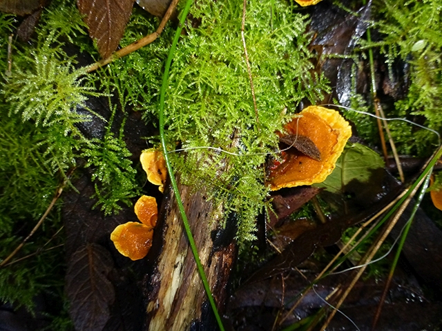 Brilliant fungi & moss beds