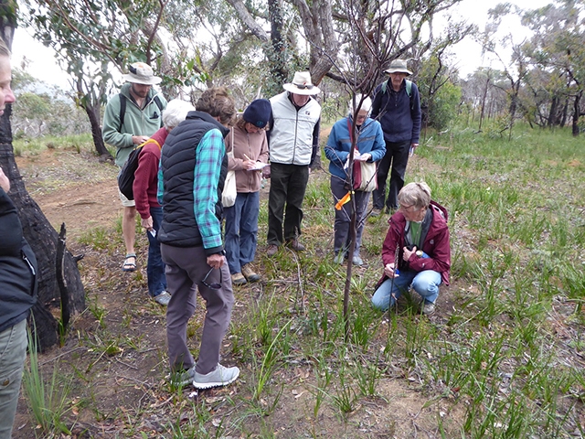 Group observing Tall Leek Orchid on the side of the track