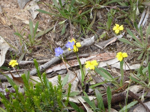 Bent Goodenia and Blue Squills