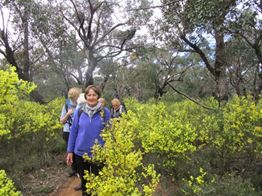 Walking through flowering Acacia Myrtifolia