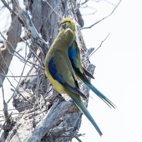 Blue-winged Parrots