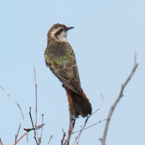 Horsfield’s Bronze-cuckoo