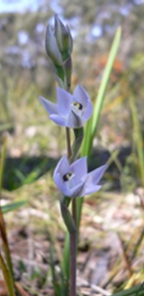 Pale-flowered Sun Orchid