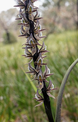 Tall Leek Orchid