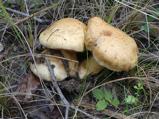 Brown fungus