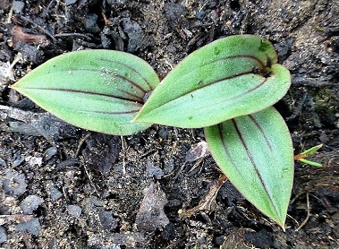 Fringed Hare Orchid leaves