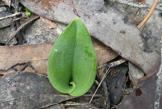 Hare Orchid leaf