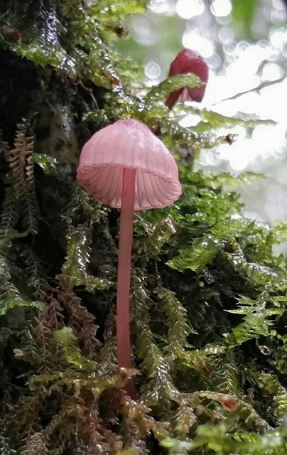 Pink fungus