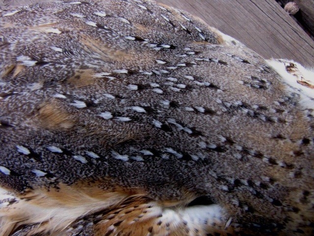 Barn Owl detail