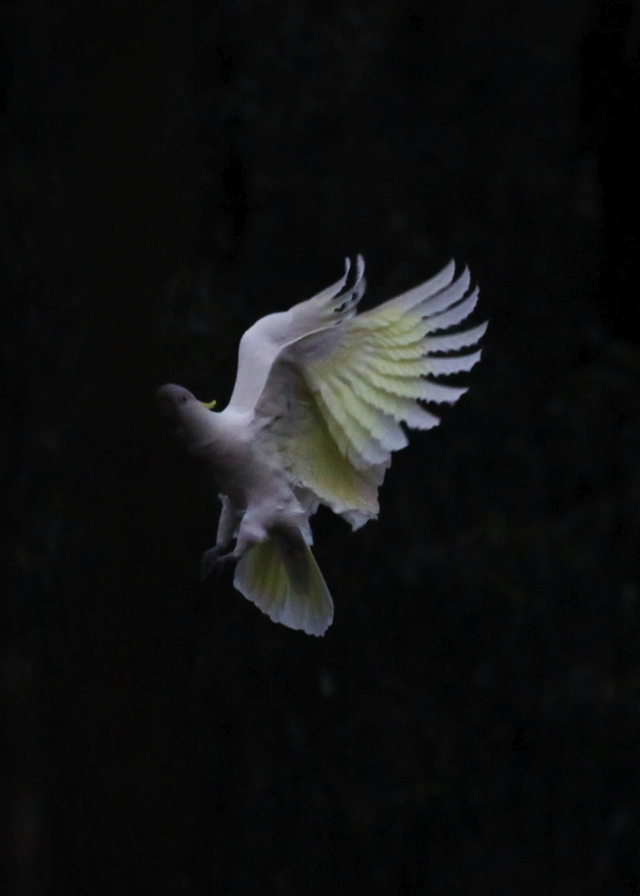 cockatoo flying
