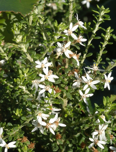 Twiggy Daisy-bush