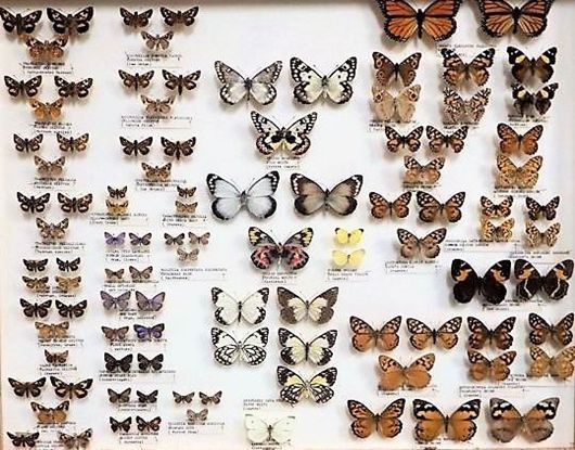 butterfly board
