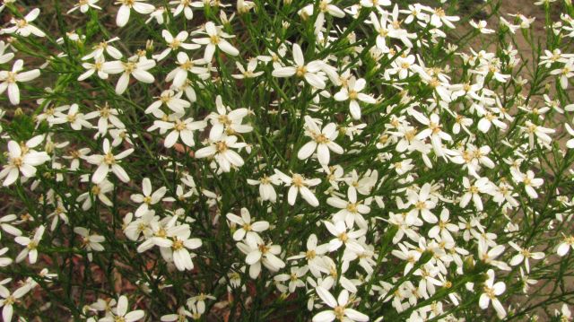 cypress daisy-bush