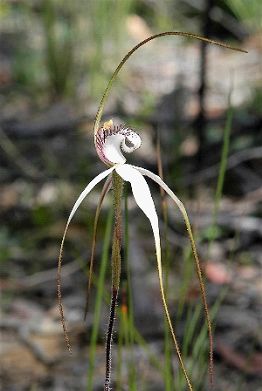 large white spider orchid